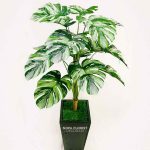 monstera variegata sintetis