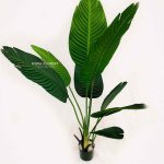 Pohon pisang Grade A