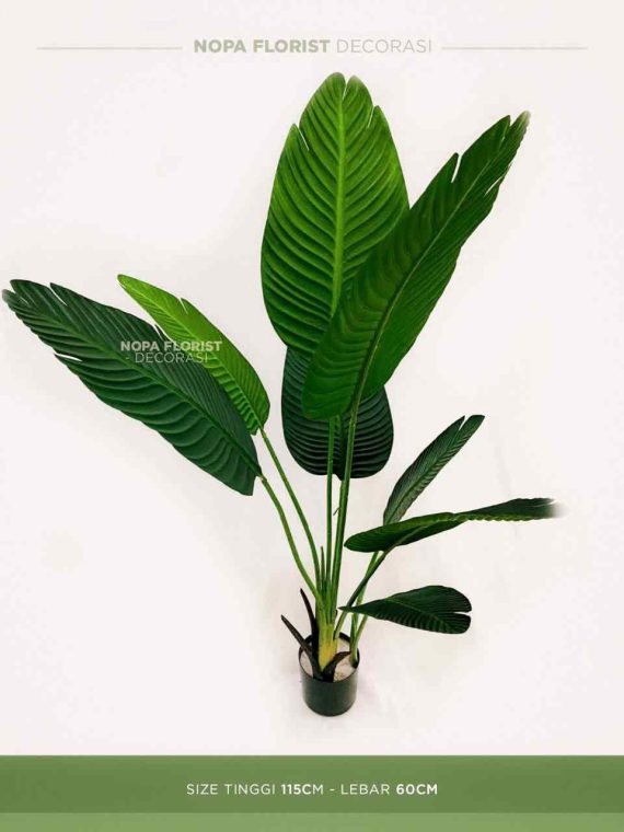 Pohon pisang Grade A