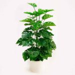 pohon monstera plasu