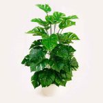 Pohon Monatera sintetis