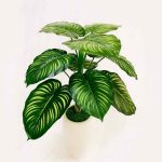 Pohon Calathea orbifolia Sintetis