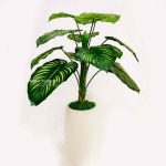 Pohon Calathea orbifolia Artificial