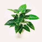 pohon Alocasia artificial