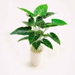 Pohon Alocasia hijau Artificial