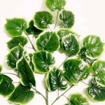 Daun mangkokan imitasi