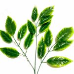 Daun Mangga List kuning imitasi