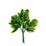 Daun Mangga List kuning