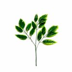 Daun Mangga List kuning tiruan