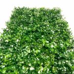 Rumput dolar 40x60 artificial