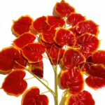 Daun Mangkokan orange tiruan